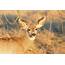 Mule Deer Doe In The Golden Light Of Sunrise Photograph By Tony Hake