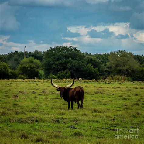 Watusi Cattle 2 Photograph By Nancy L Marshall Fine Art America