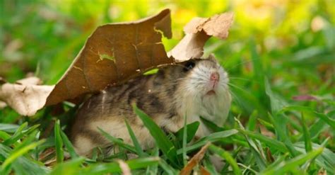 10 Incredible Hamster Facts Imp World