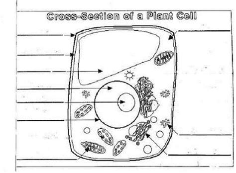 Annotated plant cell parts diagram. Science Foldable Templates | OMM_Lesson_7_Blank_Plant_Cell ...