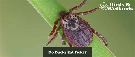 Ducks As Natural Tick Control Do Ducks Eat Ticks Birds And Wetlands