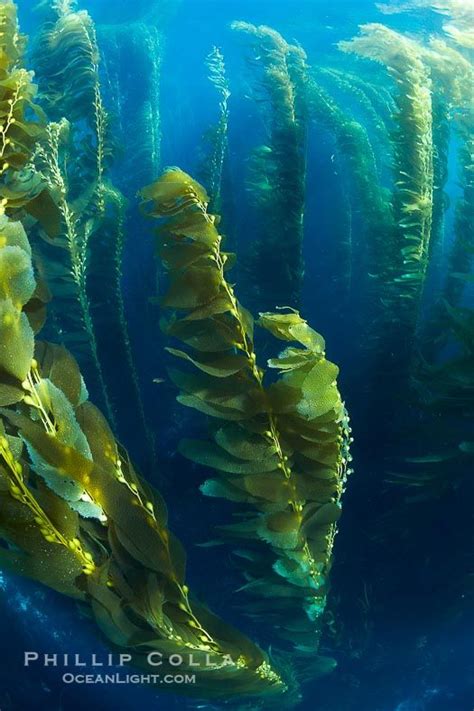 Giant Kelp Photo Stock Photograph Of A Giant Kelp Macrocystis