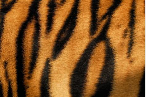 Tiger Stripes Background