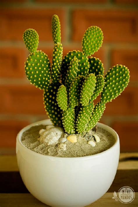 We answer all your questions with our care tips. How to Take Care of Cactus? 15 Infallible Crop Tips ...