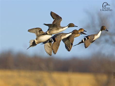 Duck Hunting Desktop Wallpapers Top Free Duck Hunting