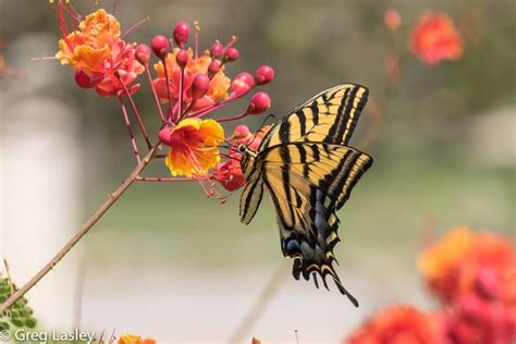 Xochiquetzal Papilio Multicaudata Observado Por Greglasley En