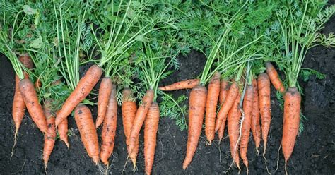 Raw Edible Plants Carrots Daucus Carota Ssp Sativus