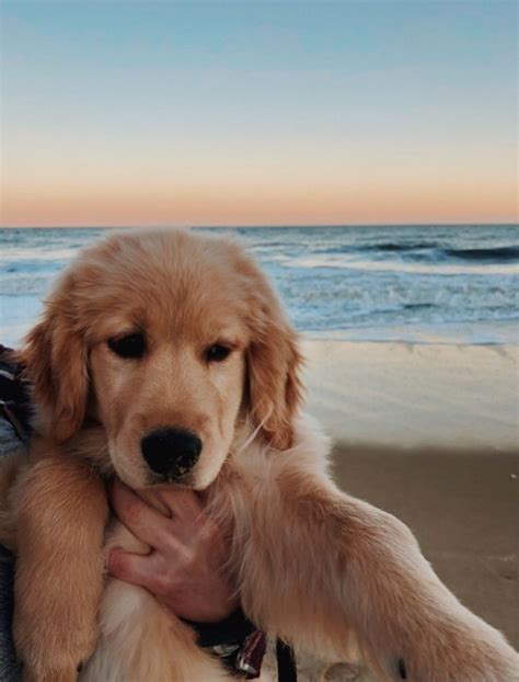 Pin By D I Y A On K9 Dogs Golden Retriever Puppies Retriever Puppy