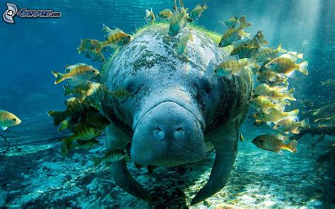 Como enemigos naturales tiene a algunas especies de tiburones, cocodrilos, jaguares y caimanes, pero estos momentos han sido poco documentados. NaturalRD: Manati: Animal endémico de las antillas.