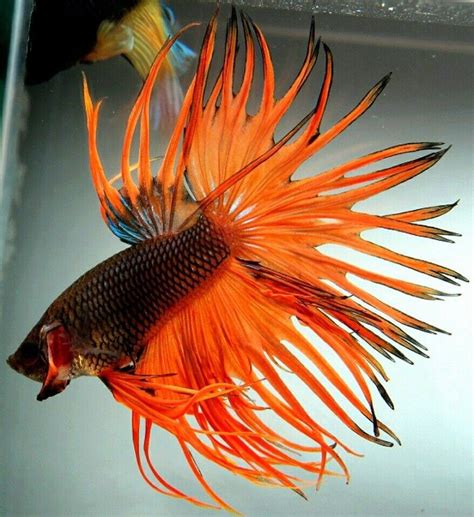 Penangkapan ikan adalah kegiatan untuk memperoleh ikan di perairan yang tidak Ikan Hias Kecil Yang Cantik Serta Mudah Dipelihara, Inilah ...