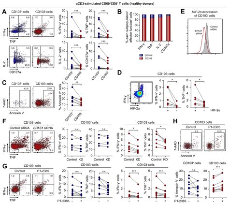 Functions Of Human Liver Cd69cd103 Cd8 T Cells Depend On Hif 2α