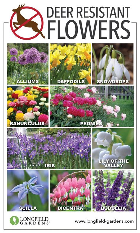 That just means we get to enjoy the flowers of this versatile (sun or shade) perennial. Flower Landscape In Garden | Deer resistant garden, Deer ...