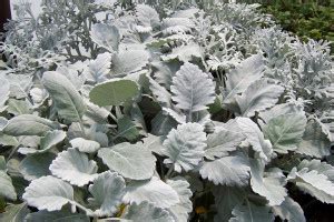 Browse 358 dusty miller stock photos and images available, or search for dahlia or gardening to find more. Dusty Miller Plant: Care, Types, and Growing Tips