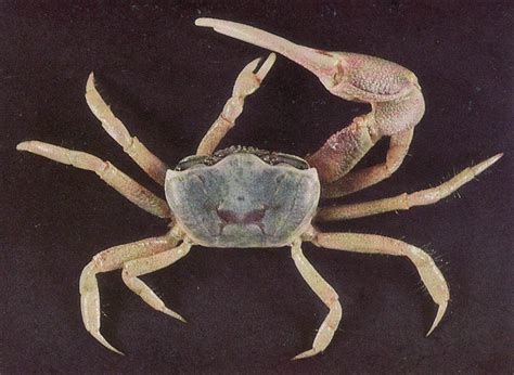 Fiddler Crabs Of The Northern Gulf Coast Richard Heard Gulf Coast