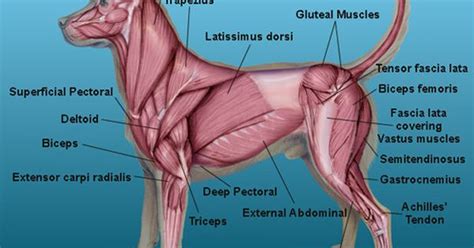 Dog Anatomy Muscles And Tendons - The Y Guide