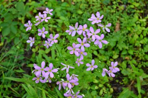 All hollies are dioecious, having male and female flowers on separate plants. The other park that I visited was the Kanawha State Forest.