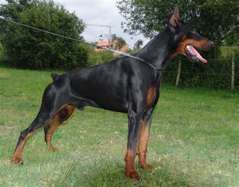 Dobermann Irinland Russian Doberman Kennel Питомник доберманов