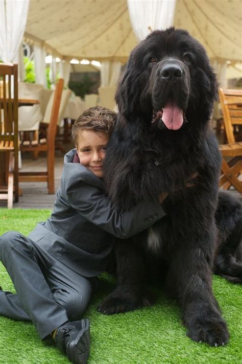10 Favorite Black Dog Breeds Tail And Fur Black Dogs Breeds Dog