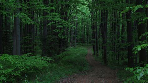 Dark Path In The Forest Green Landscape Forest Background 6066678