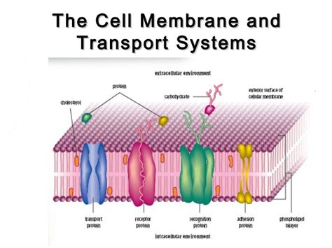 Maybe you would like to learn more about one of these? Cell membrane