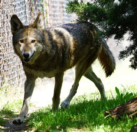 Red — only fight (declaration 2020). Red Wolf - Fossil Rim Wildlife Center