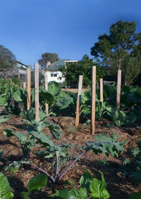 Urban Abundance: Productive Small Space Growers - Pip Magazine