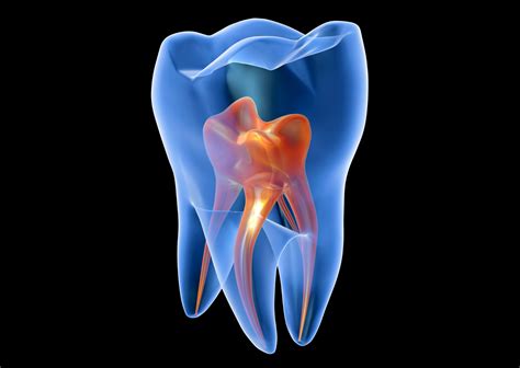 La Pulpa Dental Funciones Y Significado En La Salud Bucal Clínica