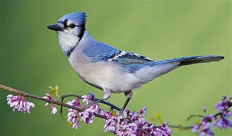 Top Most Beautiful Birds In The World