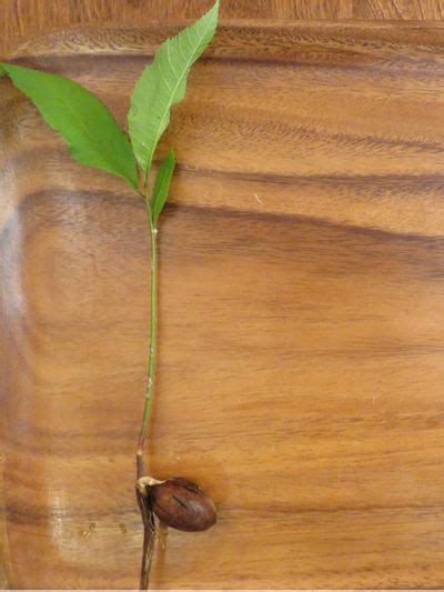 Pecan Tree Growth Chart