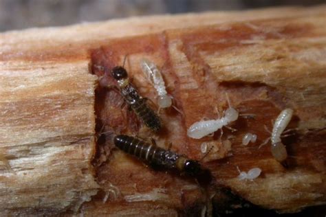 Garden beds that obscure the edge of buildings let termites enter the building without being noticed. Not all termites are bad for home owners, science teacher ...
