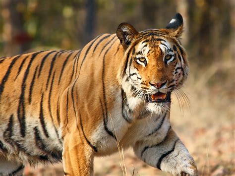 Filenagzira Tiger By Vijay Phulwadhawa Wikipedia