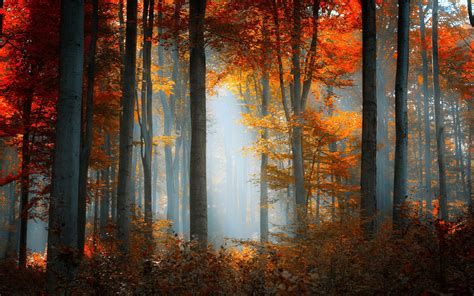 Forest nature landscape autumn fall wallpaper | 1920x1200 | 119956 | WallpaperUP