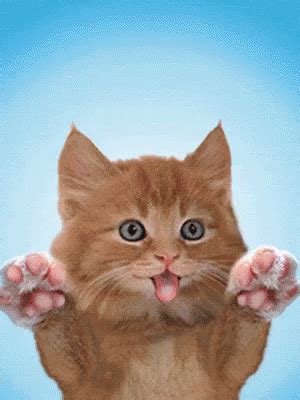 Cat Licking GIF Cat Licking Discover Share GIFs