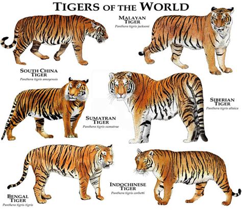 Tigers Of The World Facts And Different Species Owlcation
