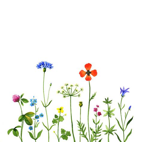 Wildflower Illustrations Royalty Free Vector Graphics And Clip Art Istock