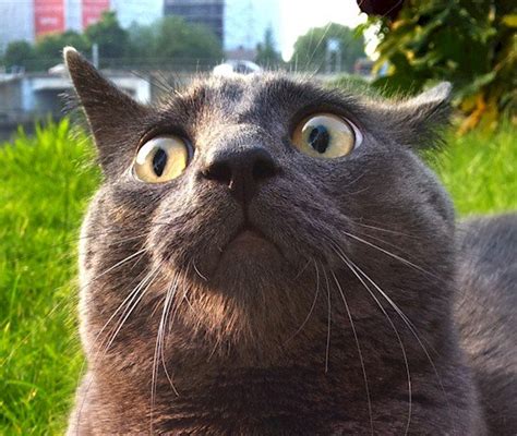 These 11 Confused Looking Cats Will Make You Smile