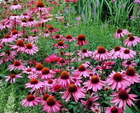 These pests, also known as woodchucks (marmota monax), are large rodents (30 inches long, 15 pounds) that must eat great quantities of food to sustain such an impressive frame. Purple coneflower | Flowers perennials, Deer resistant ...