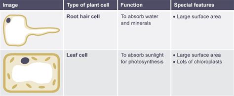 Water by osmosis and mineral ions by active transport. Table comparing function and features of root hair cell ...