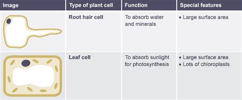 We did not find results for: Table comparing function and features of root hair cell ...