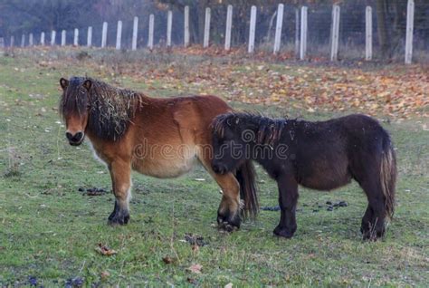 Two Ponies Cuddling Each Other Stock Image Image Of Little Pony