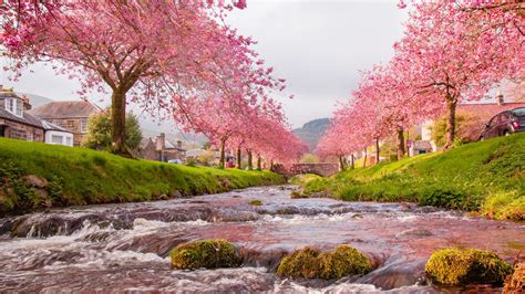 Wallpaper Bridge River Flow Sakura Hd Picture Image