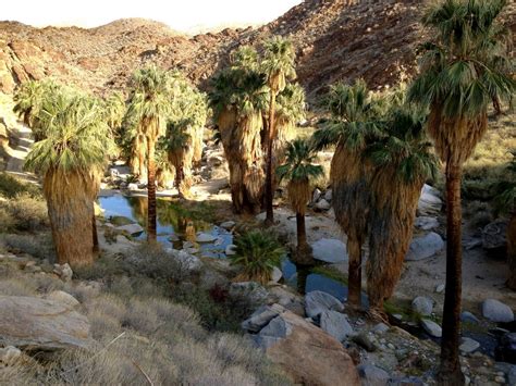 Oasis on the Palm Canyon Trail in Palm Springs | Palm springs