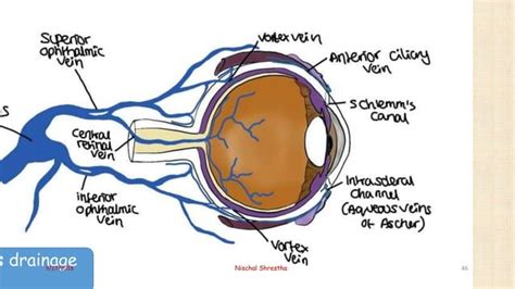 Anatomy Of Uveal Tract Ophthalmology Ppt