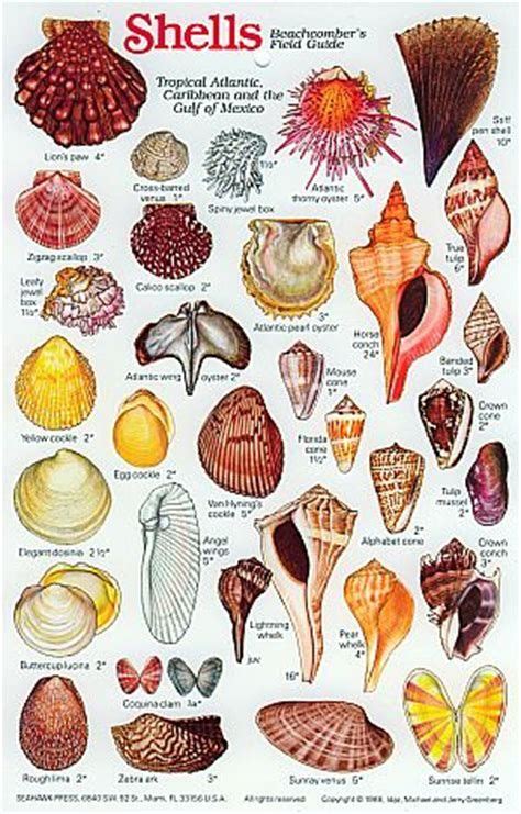 Image Result For Shell Identification Chart Pacific Coast Sea Shells