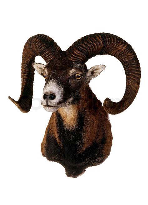 Mouflon Portrait Wild Goat Isolated Stock Image Colourbox