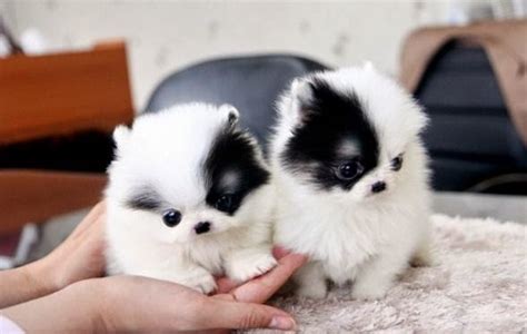 While the goldendoodle is somewhat hypoallergenic, every allergic person should meet the puppy before adopting to ensure that they. Pomsky Puppies for Sale Near Me | Pomsky