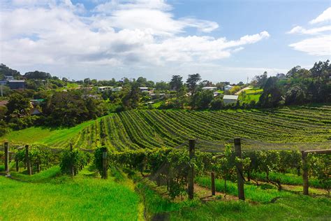 Sauvignon Blanc Wine Folly