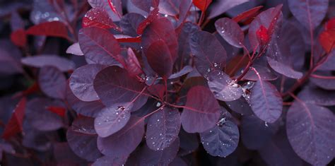 How To Use Shades Of Burgundy In Your Garden Living Color Garden Center