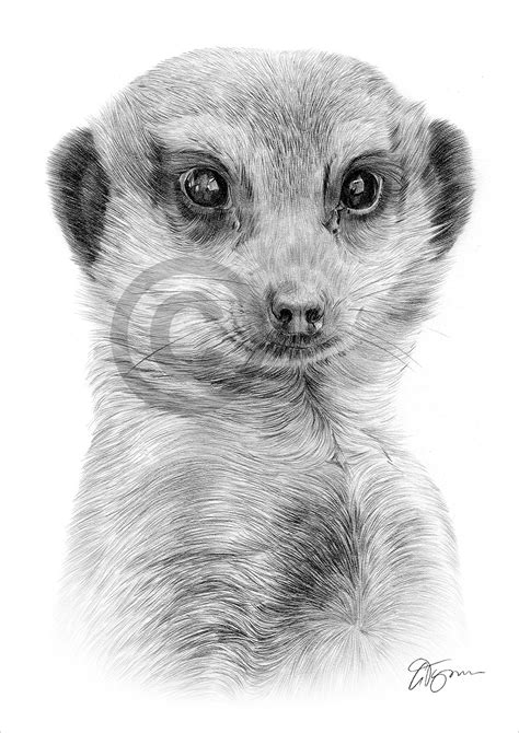 Pencil Drawing Of An African Meerkat By Uk Artist Gary Tymon