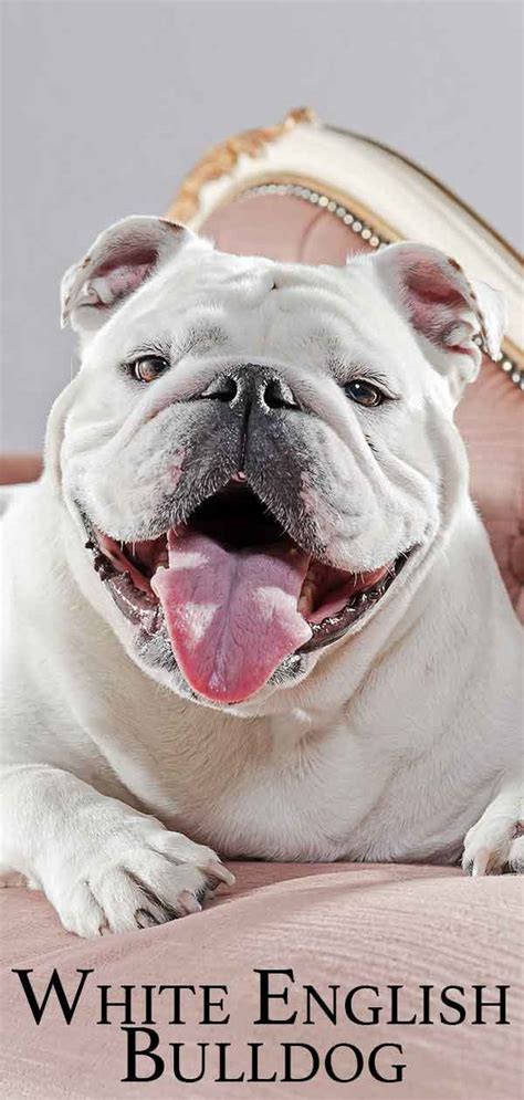 Olde english bulldogges and english bulldogs differ in size and appearance and their recognition by kennel clubs. White English Bulldog Health, Happiness and Temperament